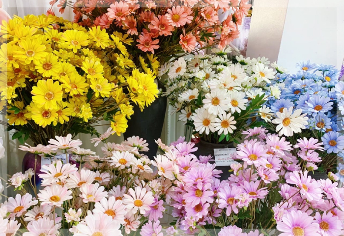 เดซี่ (Daisy) เดซี่ (Daisy)