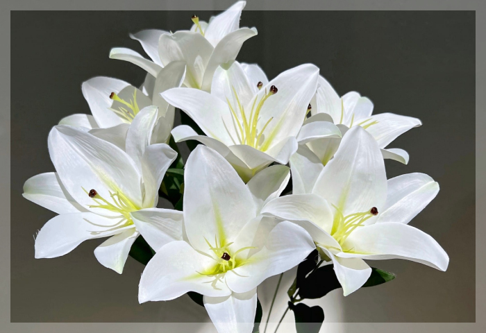 ลิลลี่ (Lily) ลิลลี่ (Lily)