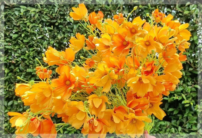 คอสมอส (Cosmos) คอสมอส (Cosmos)