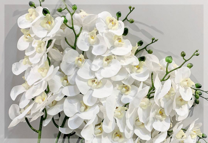 กล้วยไม้ (Orchid) กล้วยไม้ (Orchid)