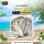แหล่งขายส่งปลาทูสด - ขายส่งปลาทูแม่กลอง - ดาปลาทูแม่กลอง