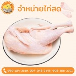 ขายส่งไก่  - บ้านไก่บึงคำพร้อย