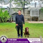 รับฝากสุนัขรายเดือน - รับฝึกสอนสุนัขและรับเลี้ยงทุกสายพันธุ์