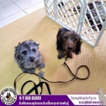 Cheap dog training school - รับฝึกสอนสุนัขและรับเลี้ยงทุกสายพันธุ์