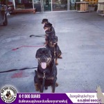 รับฝึกสุนัข - รับฝึกสอนสุนัขและรับเลี้ยงทุกสายพันธุ์