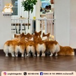 Dog Cafe Bkk - CORGI IN THE GARDEN