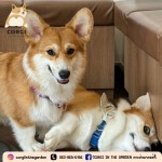 Dog Cafe Bkk - CORGI IN THE GARDEN