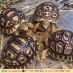 T.Tortoise home