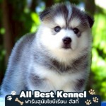 จําหน่ายลูกสุนัขไซบีเรียน - ฟาร์มไซบีเรียนเกรดไฮเอน - Allbest Kennel