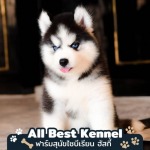 Allbest Kennel