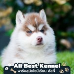 ขายลูกไซบีเรียนฮัสกี้คัดเกรด - ฟาร์มไซบีเรียนเกรดไฮเอน - Allbest Kennel