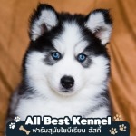 ฟาร์มไซบีเรียนเกรดไฮเอน - ฟาร์มไซบีเรียนเกรดไฮเอน - Allbest Kennel