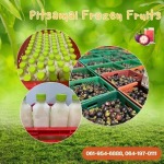 Wholesale ready-to-drink mangosteen juice - PITSAMAI FROZEN FRUITS COMPANY LIMITED