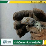 กำจัดตุ๊กแก กำจัดปลวก เชียงใหม่