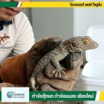 กำจัดตุ๊กแก กำจัดปลวก เชียงใหม่