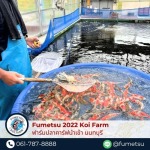 ปลาคาร์ฟนำเข้าญี่ปุ่น - ฟาร์มปลาคาร์ฟนำเข้าจากญี่ปุ่นแท้ 100% - Fumetsu Koi Farm