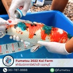 รักษาปลาคาร์ฟป่วย - ฟาร์มปลาคาร์ฟนำเข้าจากญี่ปุ่นแท้ 100% - Fumetsu Koi Farm