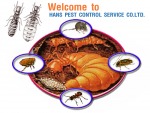 กำจัดปลวก อัดน้ำยาลงดิน - Termite Termination Khon Kaen.