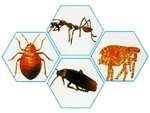 บริษัทกำจัดปลวก ราชบุรี - ฮั้นส์ กำจัดปลวก
