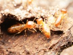 บริการกำจัดปลวกขอนแก่น - Racha Pest Control (Thailand) Co Ltd