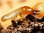 รับวางระบบป้องกันปลวกขอนแก่น - Racha Pest Control (Thailand) Co Ltd