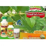 กระท่อมปลูกใหม่ ใช้สูตร ไอ อาร์ ไอ รากดี โตไว ใบดก - โรงงานผลิตปุ๋ยน้ำ OEM-นิริน อินเตอร์เทรด