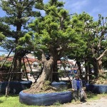จำหน่ายพันธุ์ไม้ใหญ่หายาก กรุงเทพฯ - บริษัท พนา 1000 เมืองต้นไม้ จำกัด