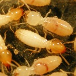 รับวางระบบป้องกันปลวก ขอนแก่น - บริษัทกำจัดปลวก ราคาถูก ขอนแก่น