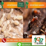 วางระบบกำจัดปลวก เชียงใหม่ - กำจัดปลวกเชียงใหม่ จีบีเพสท์ คอนโทรล