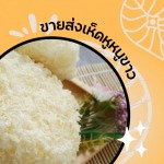 ขายส่งเห็ดหูหนูขาว - บริษัท 984 พอดี จำกัด
