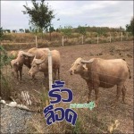 ล้อมรั้วสัตว์เลี้ยง - บริษัท บุนย์วานิช อินเตอร์เนชั่นแนล จำกัด