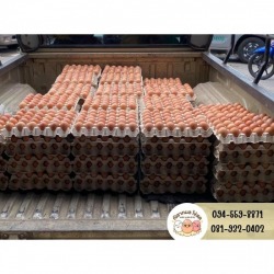 Wholesale chicken eggs