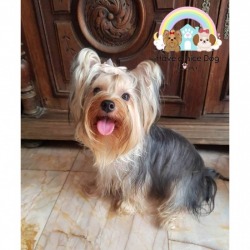  dog hotel near me